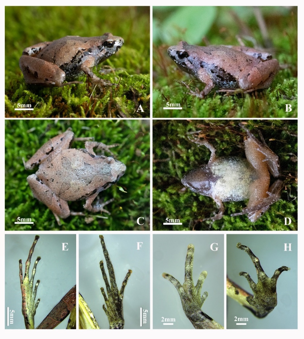安徽发现蛙类新种——大别山姬蛙Microhyla dabieshanensis sp. nov.
